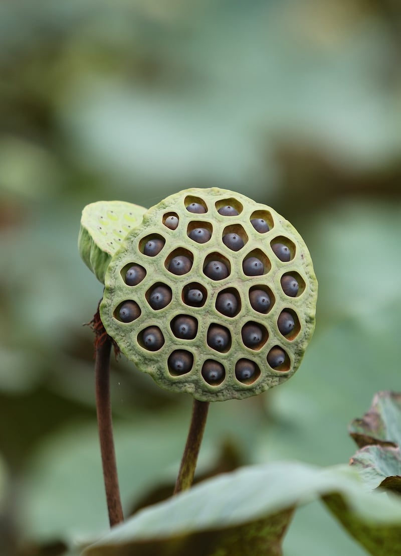 Eco-Friendly Pods